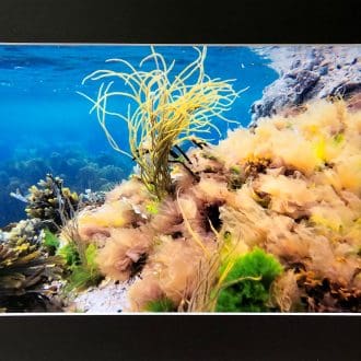 Underwater photo print, Shetland, Scotland.