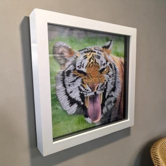 A quilled tiger face photo with his mouth spread in a yawn showing his teeth. It is shown from its left edge and is in a white box frame